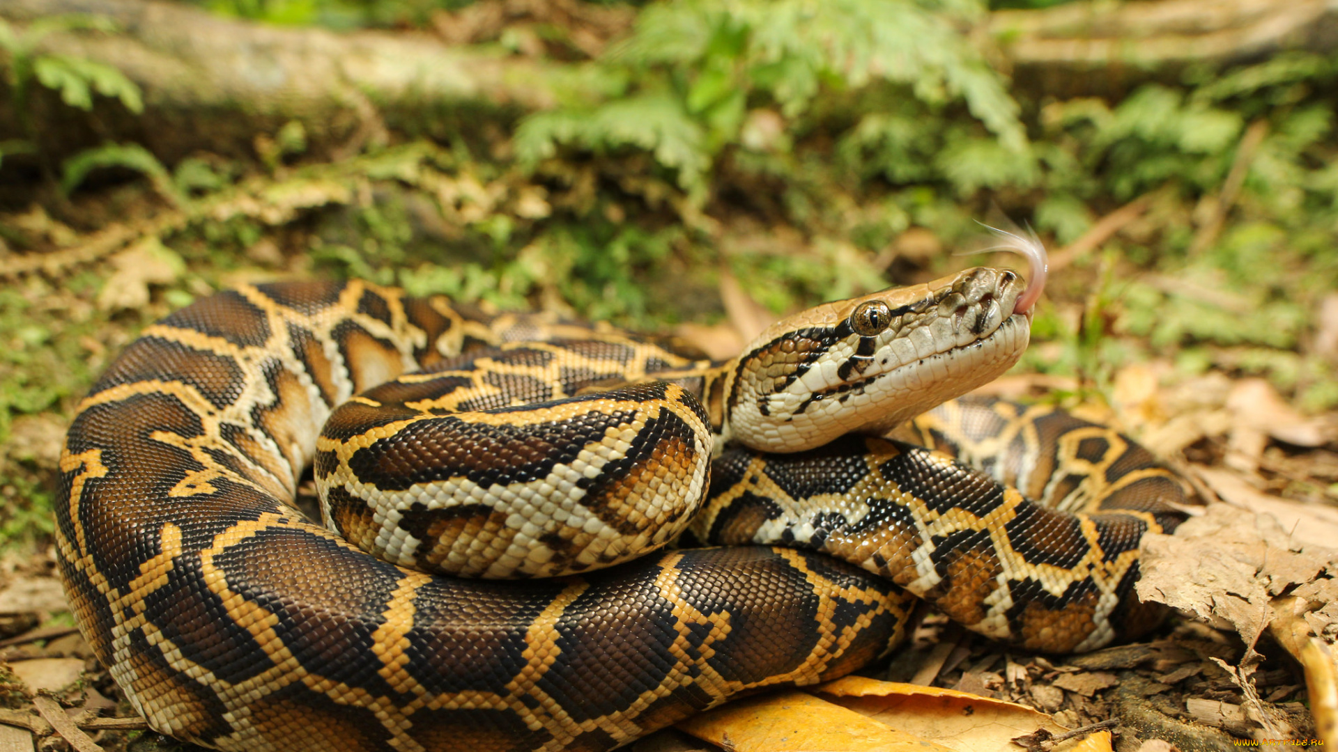 животные, змеи, , питоны, , кобры, змея