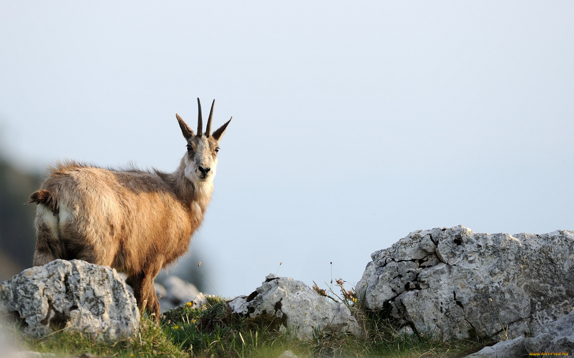 животные, козы, козел, камни
