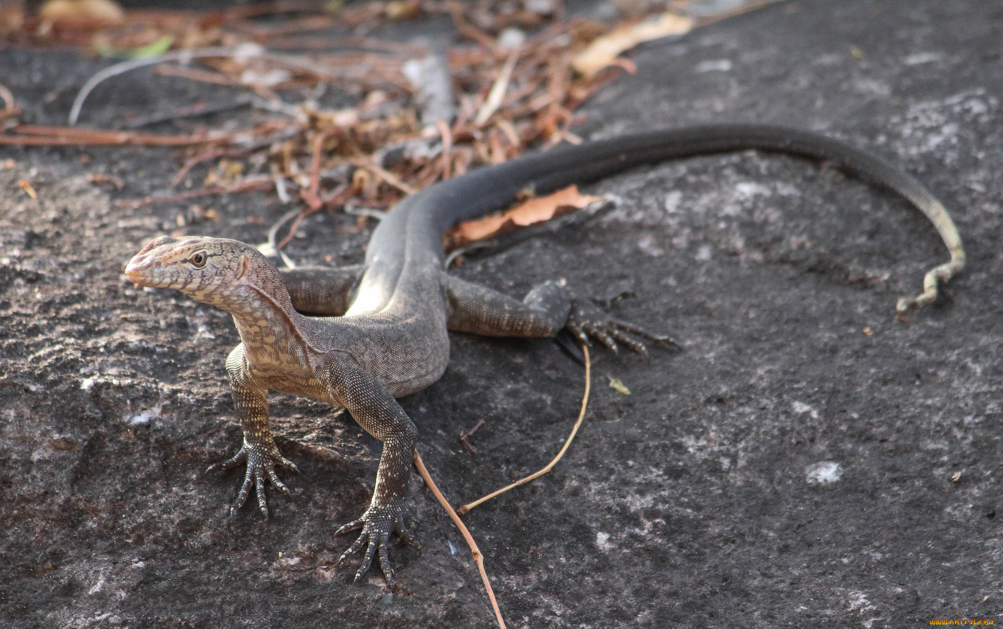животные, Ящерицы, , игуаны, , вараны, ящерка