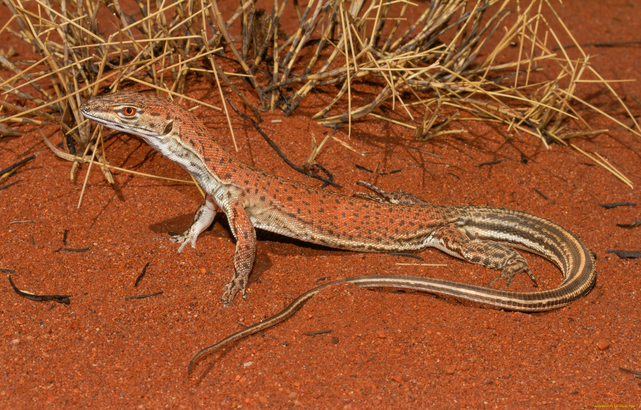 животные, Ящерицы, , игуаны, , вараны, ящерка