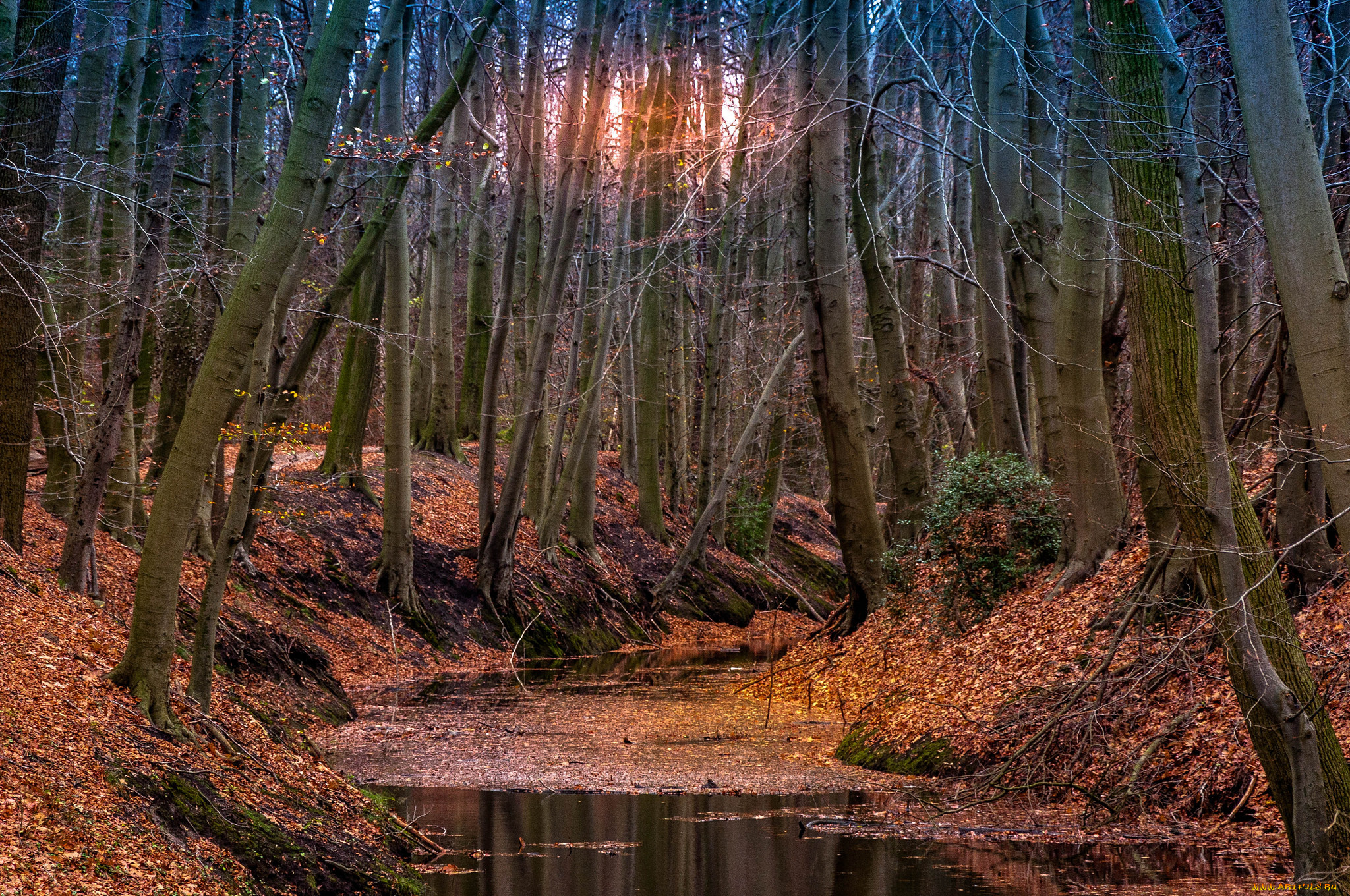 природа, реки, озера, лес, река