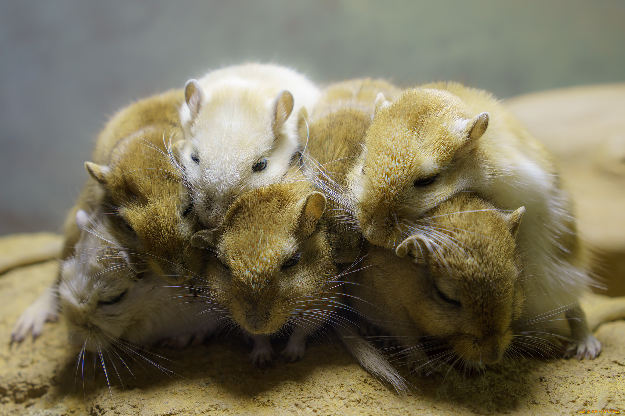 животные, крысы, , мыши, мышки