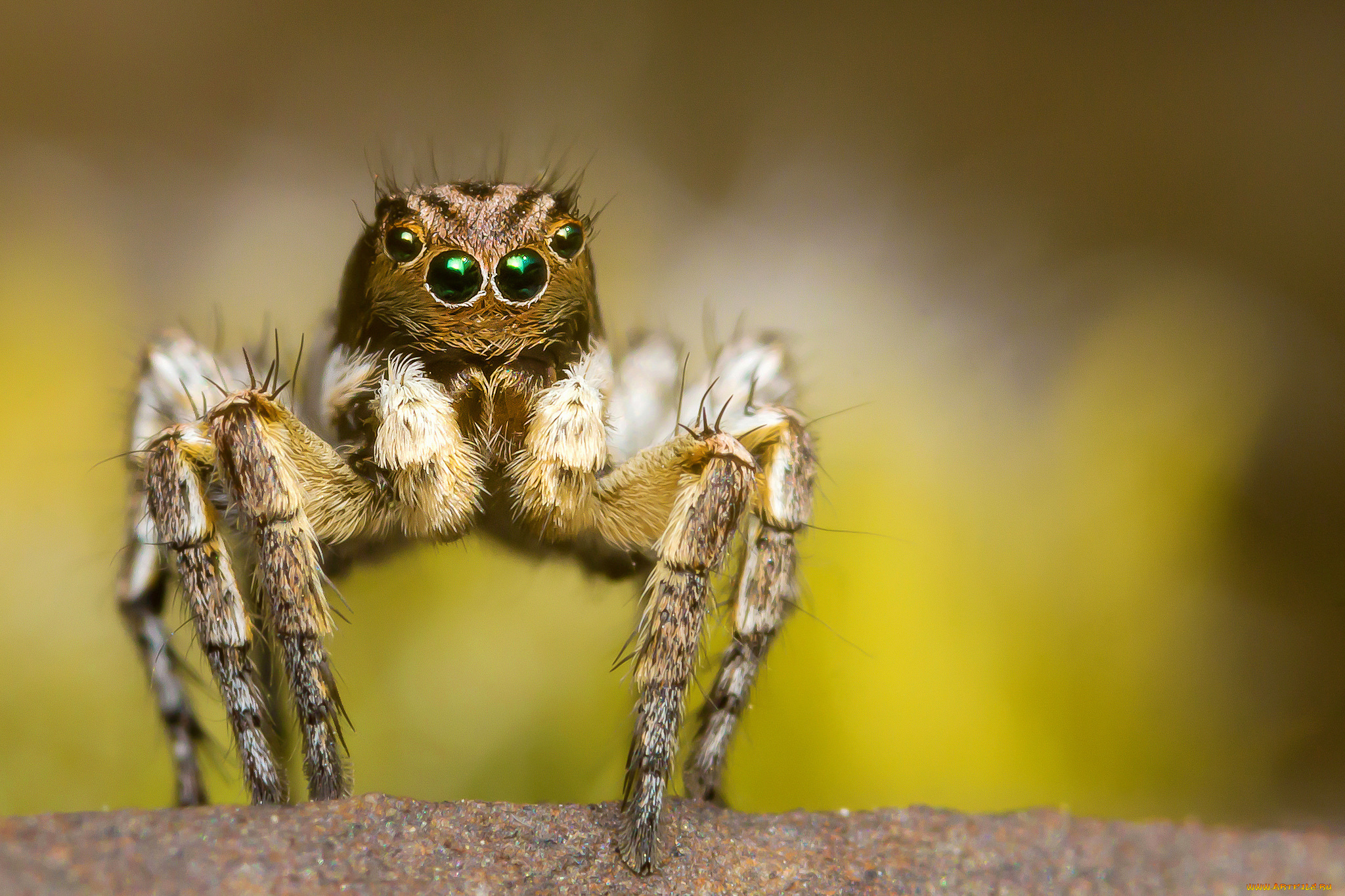 животные, пауки, паучок