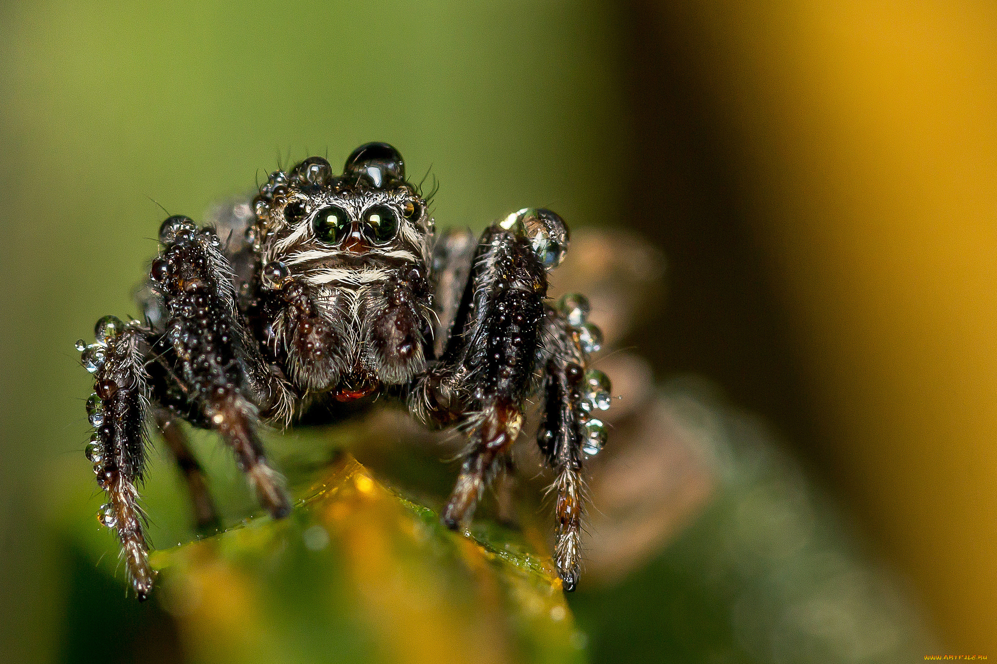 животные, пауки, паучок