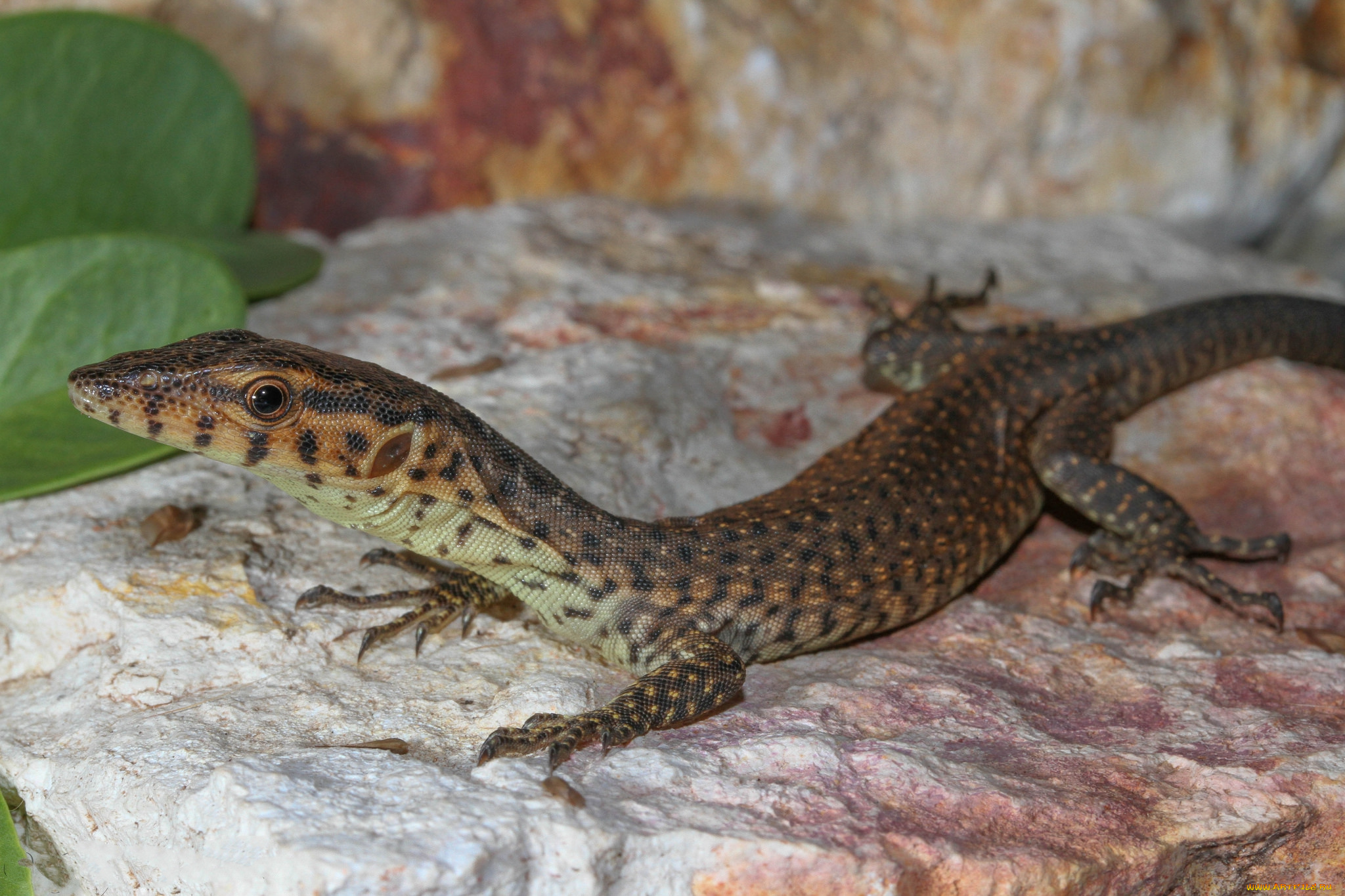 животные, Ящерицы, , игуаны, , вараны, ящерка