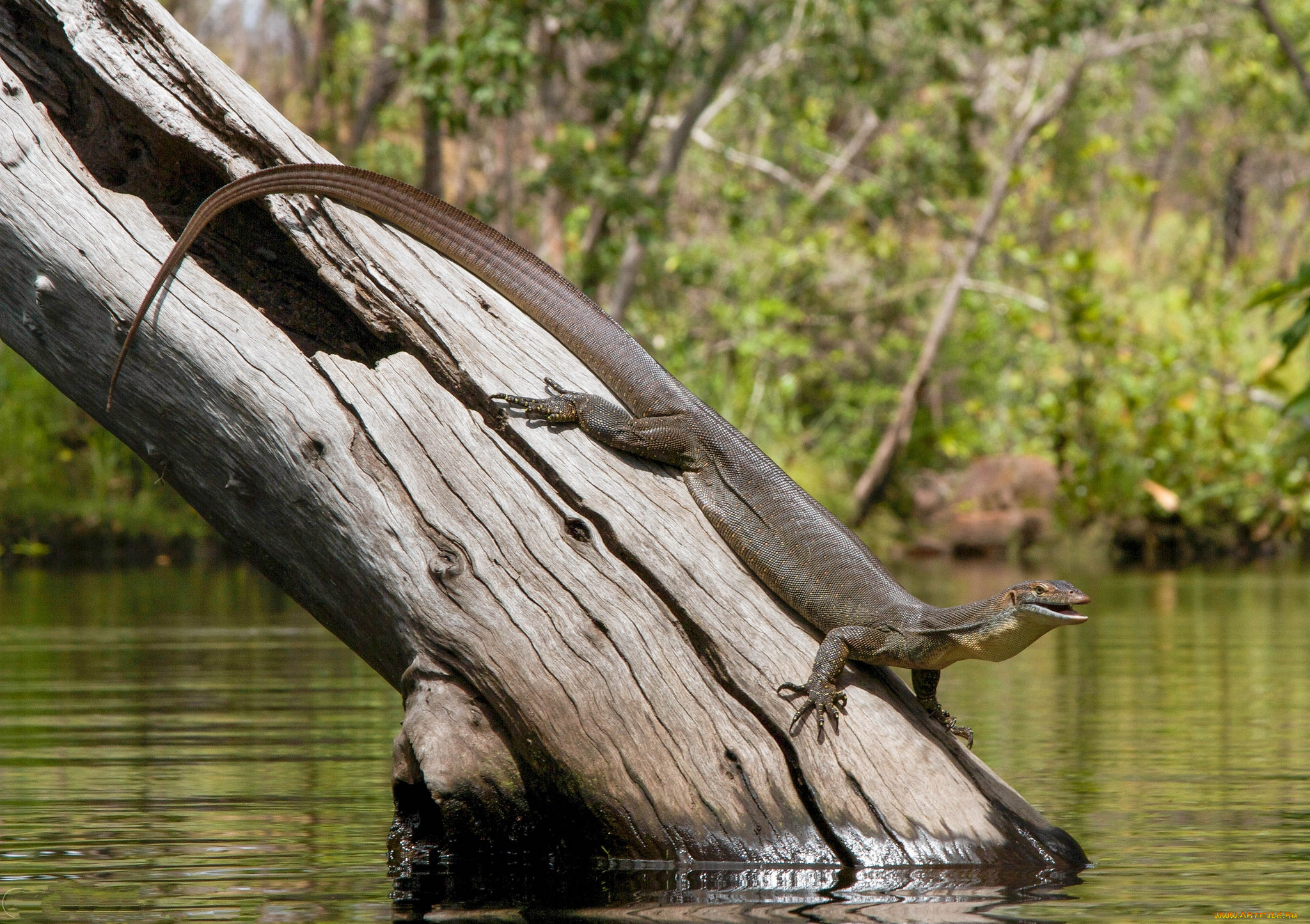 животные, Ящерицы, , игуаны, , вараны, ящерка