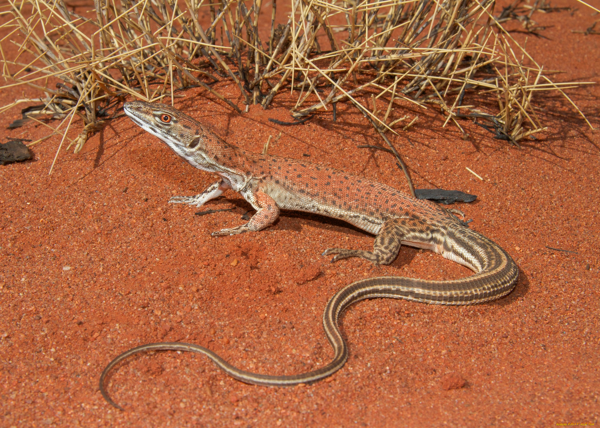 животные, Ящерицы, , игуаны, , вараны, ящерка