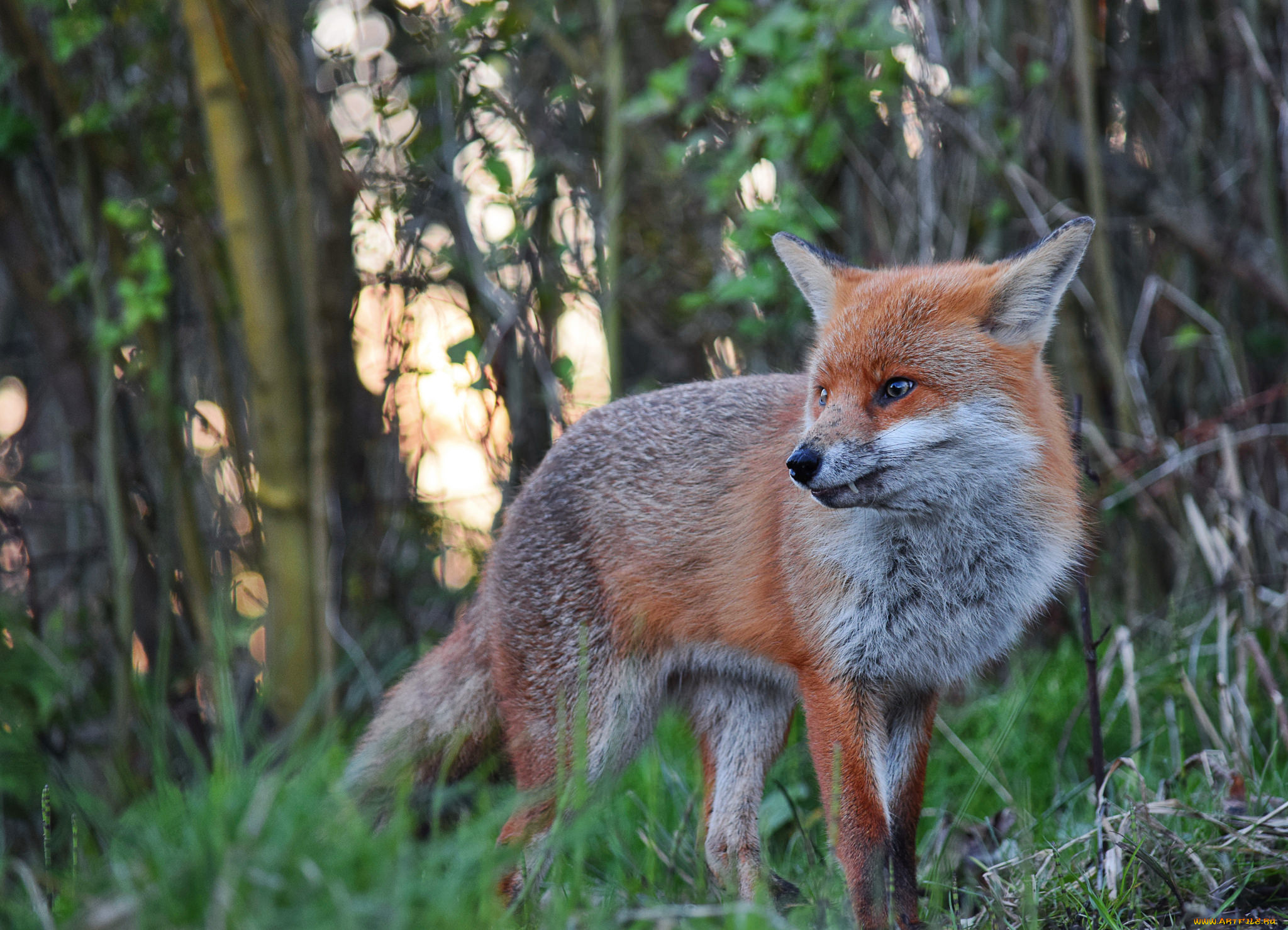 животные, лисы, лисичка