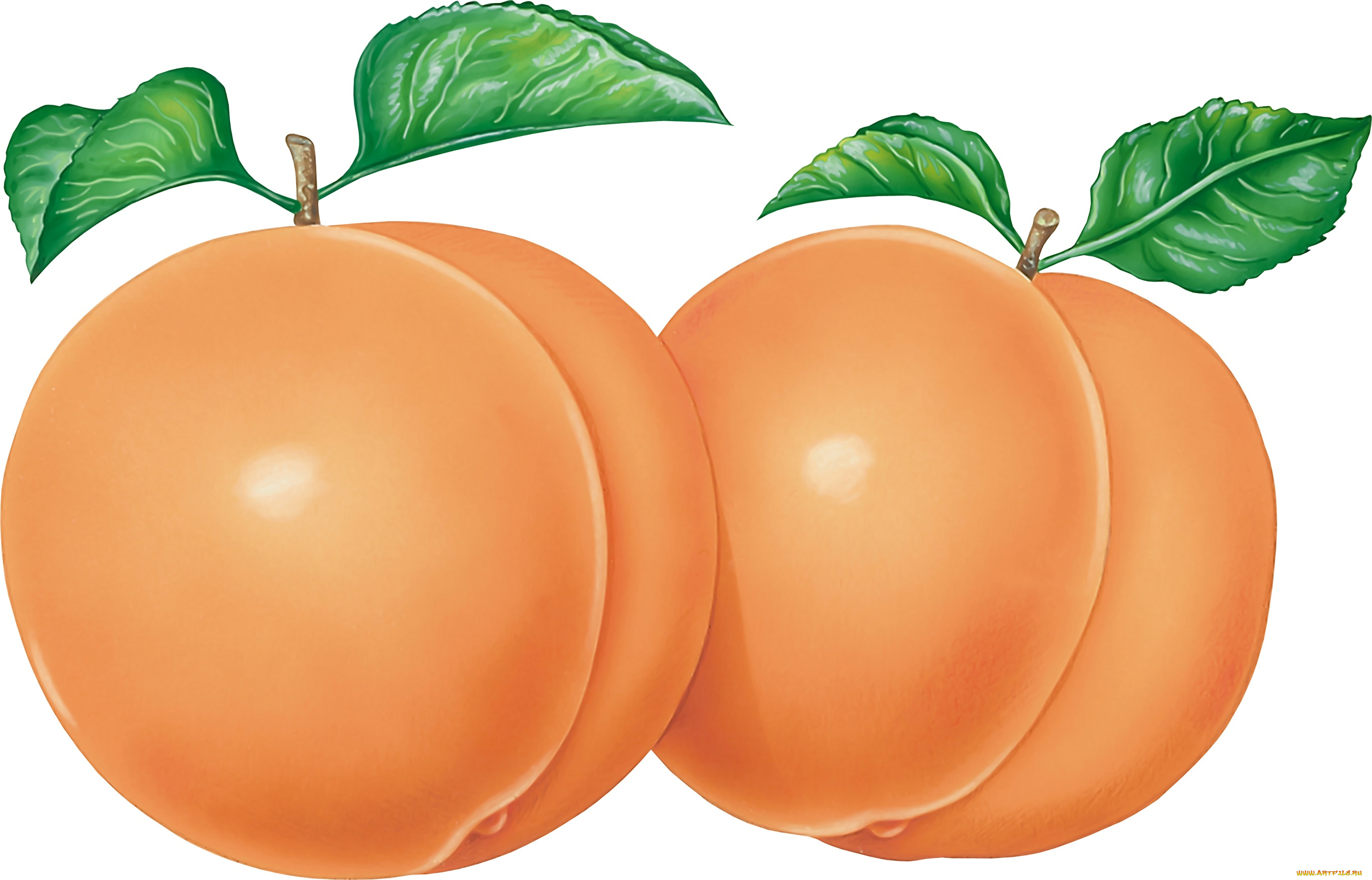 векторная, графика, еда, , food, персик