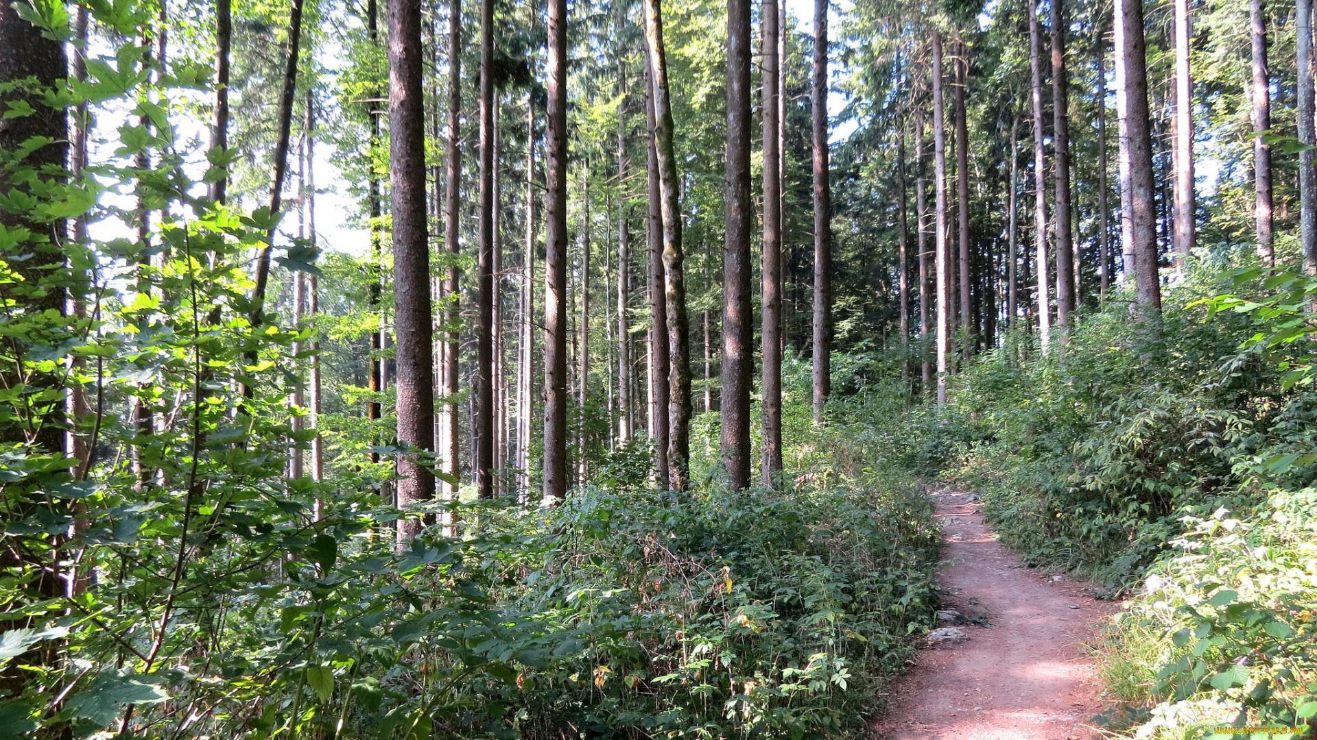 природа, лес, тропинка