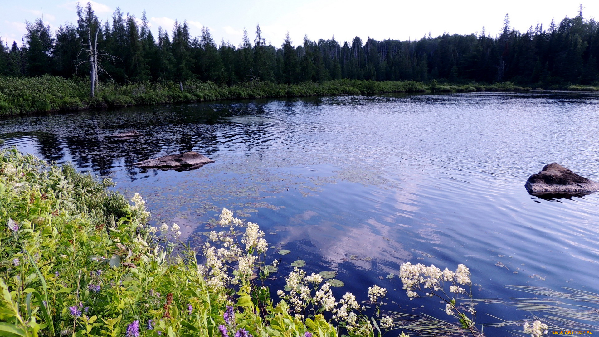 природа, реки, озера, лето, река, цветы, камни
