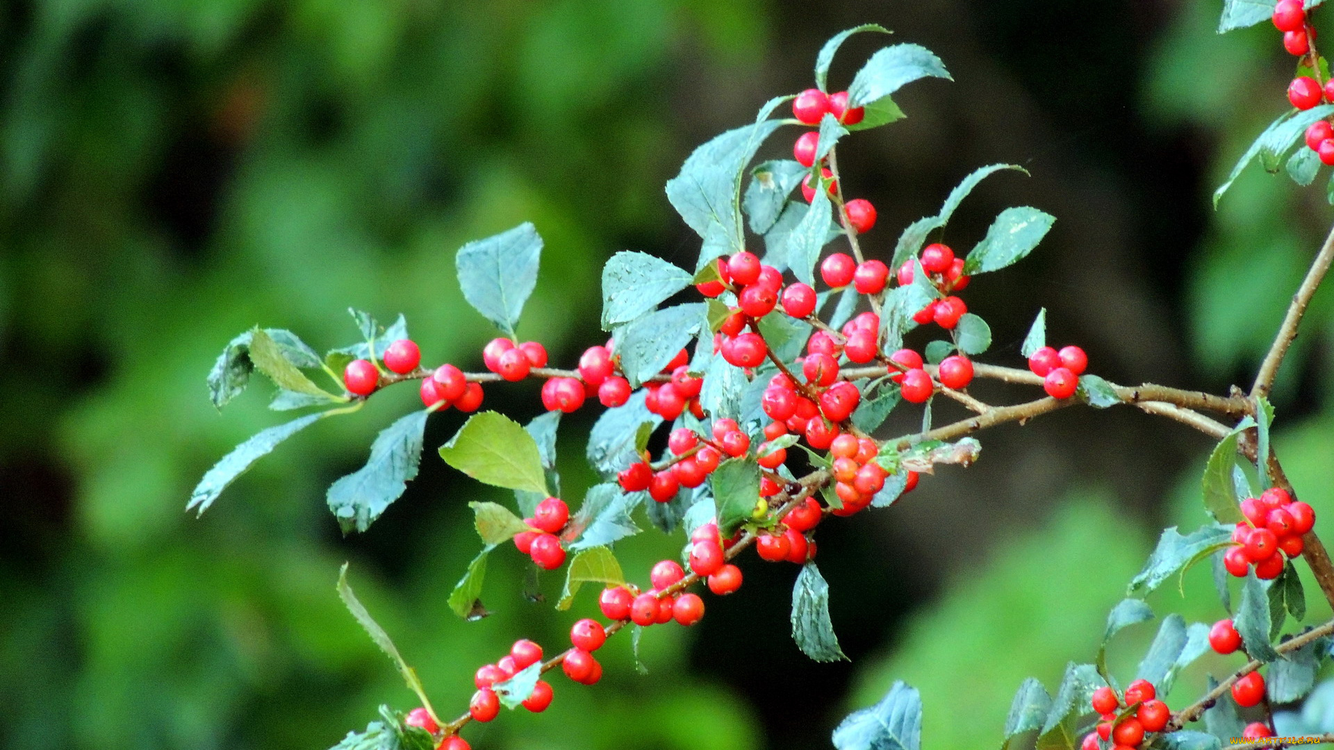 природа, Ягоды, ветка, ягоды, капли