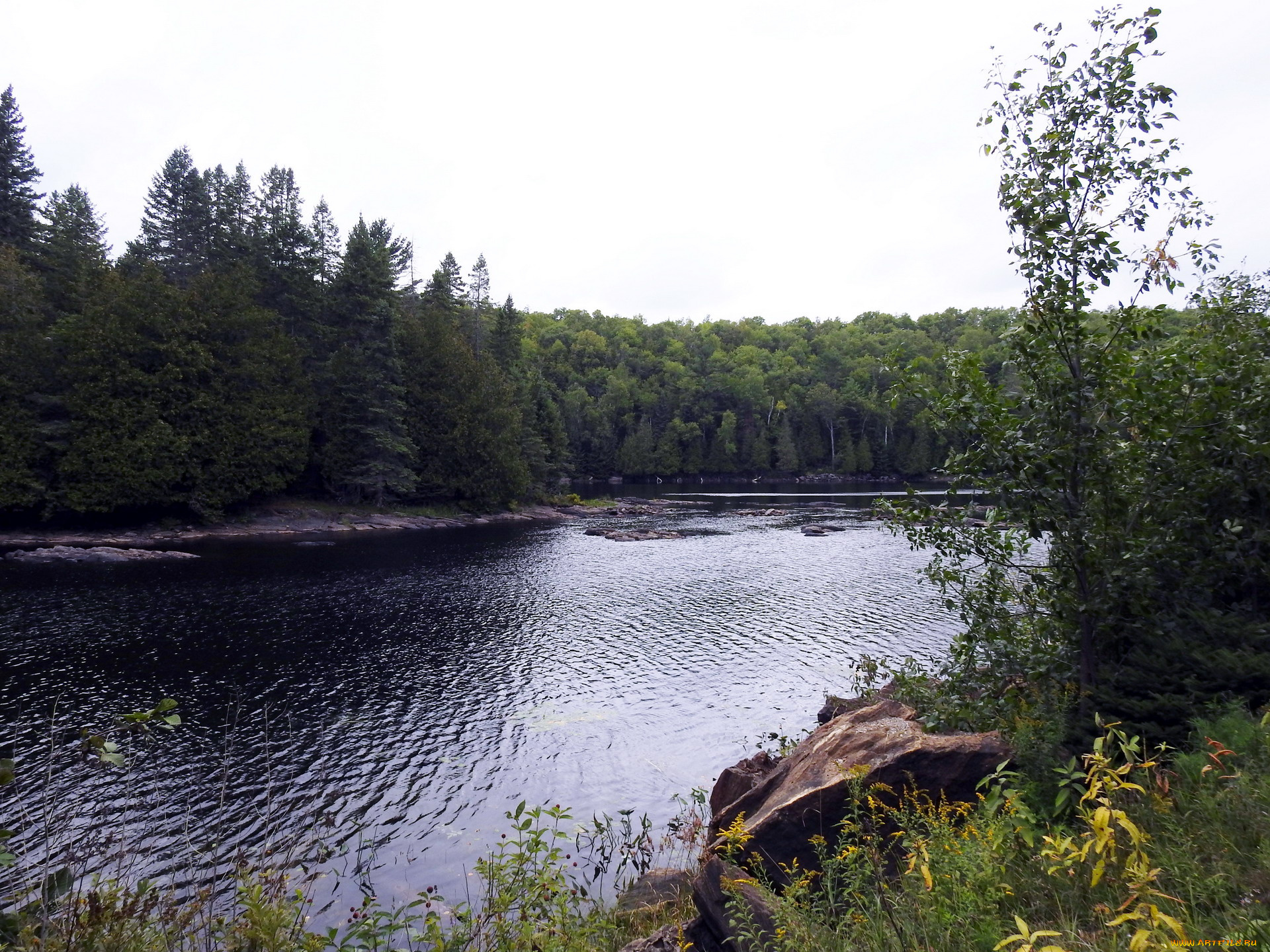 природа, реки, озера, лето, река, деревья