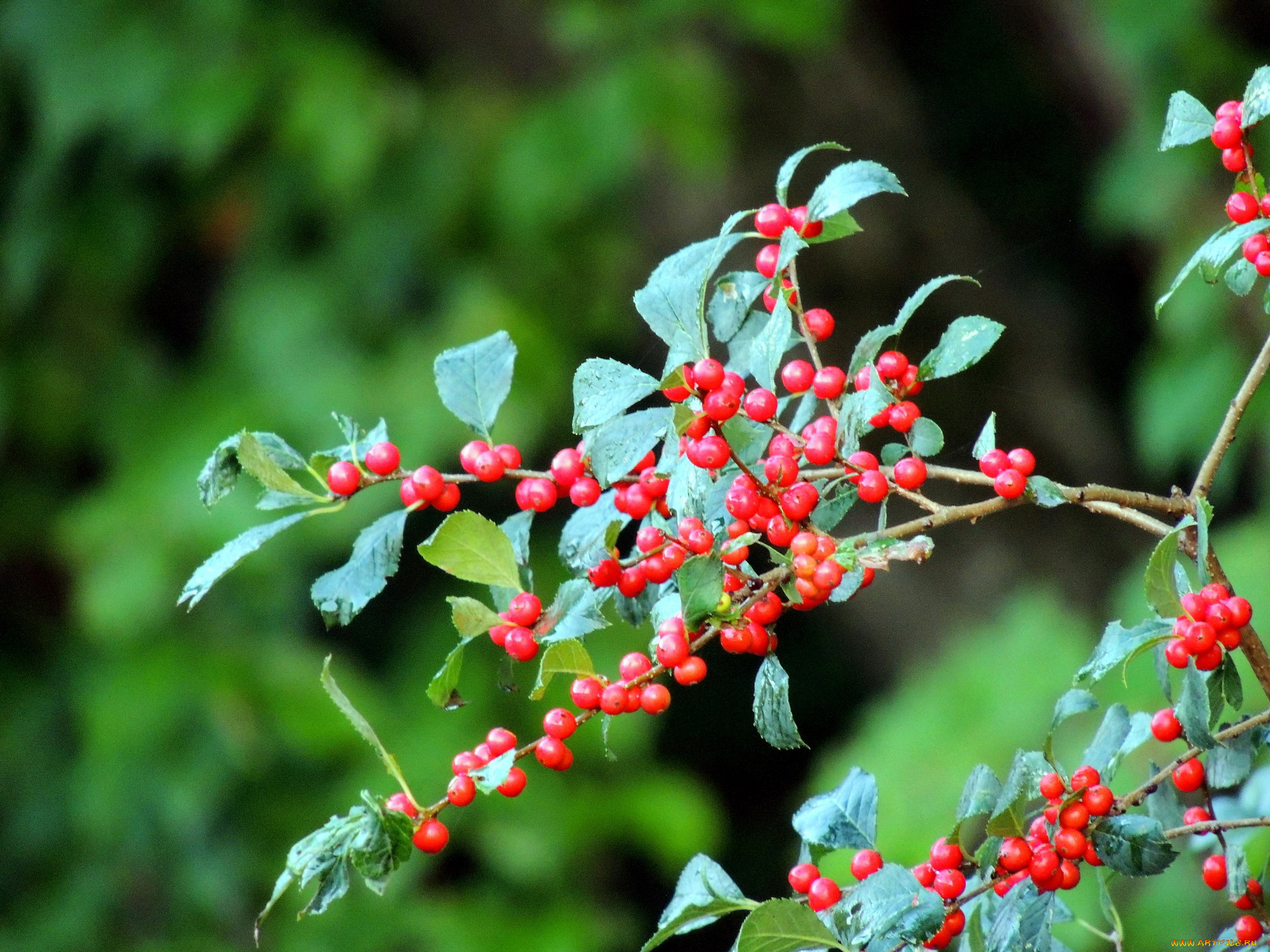природа, Ягоды, ветка, ягоды, капли