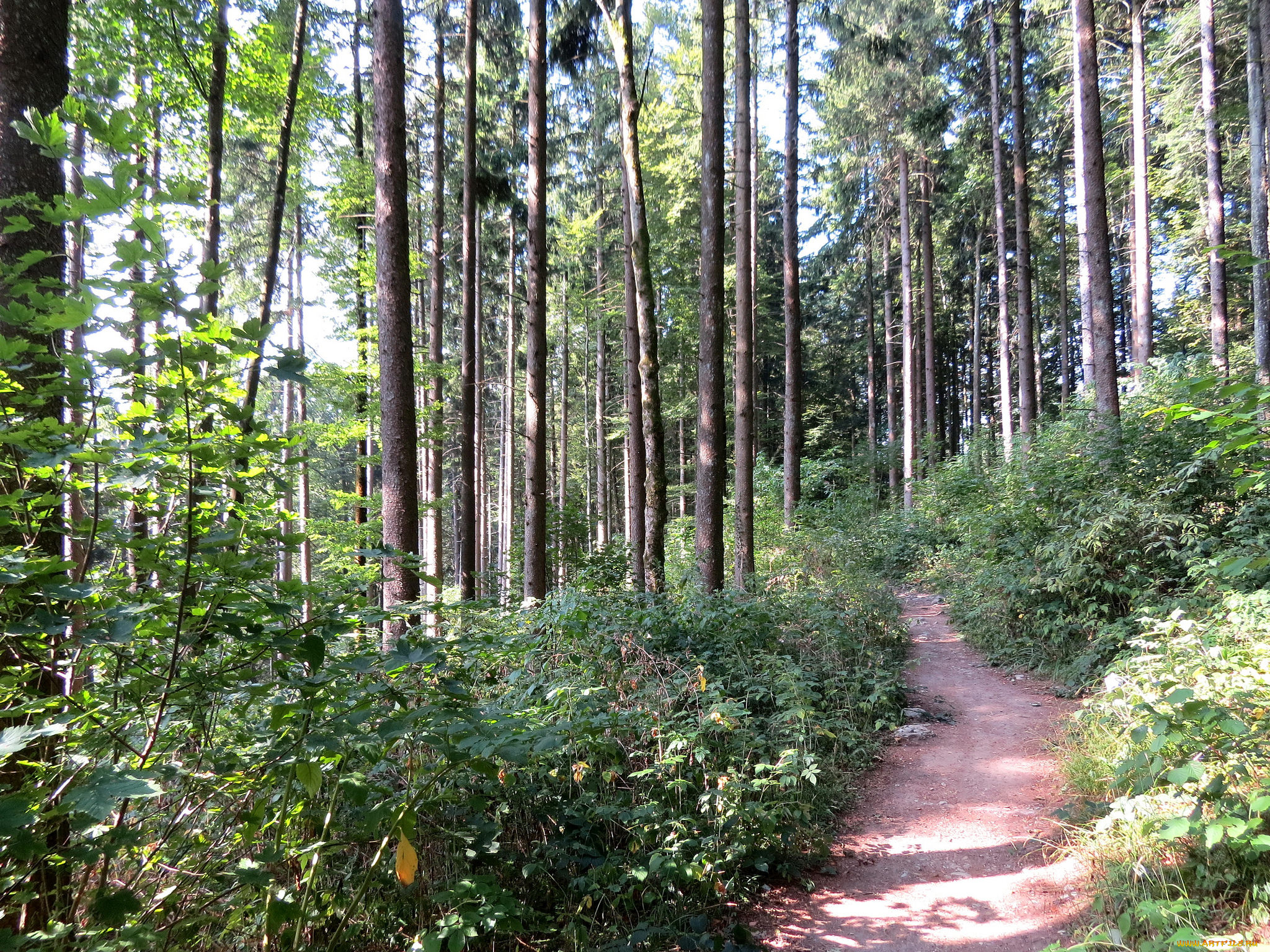 природа, лес, тропинка