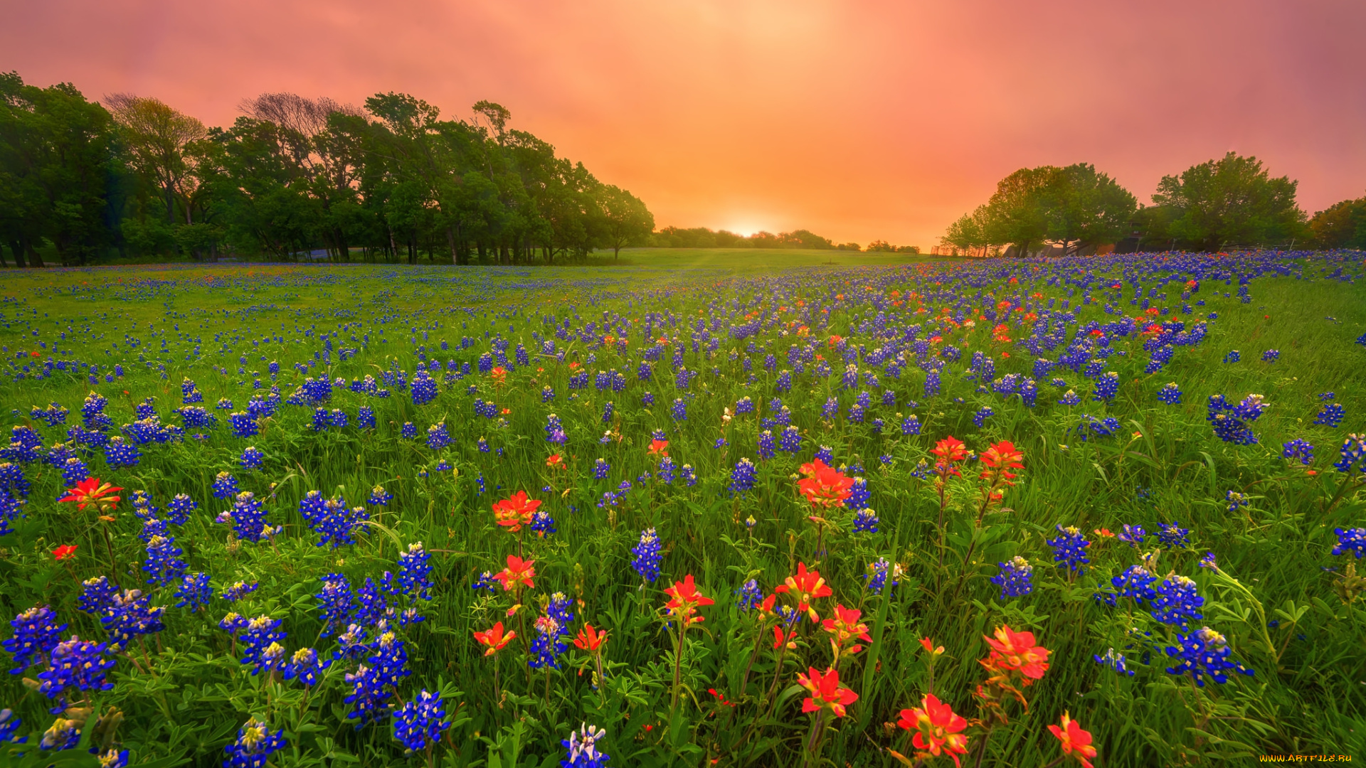 природа, луга, простор