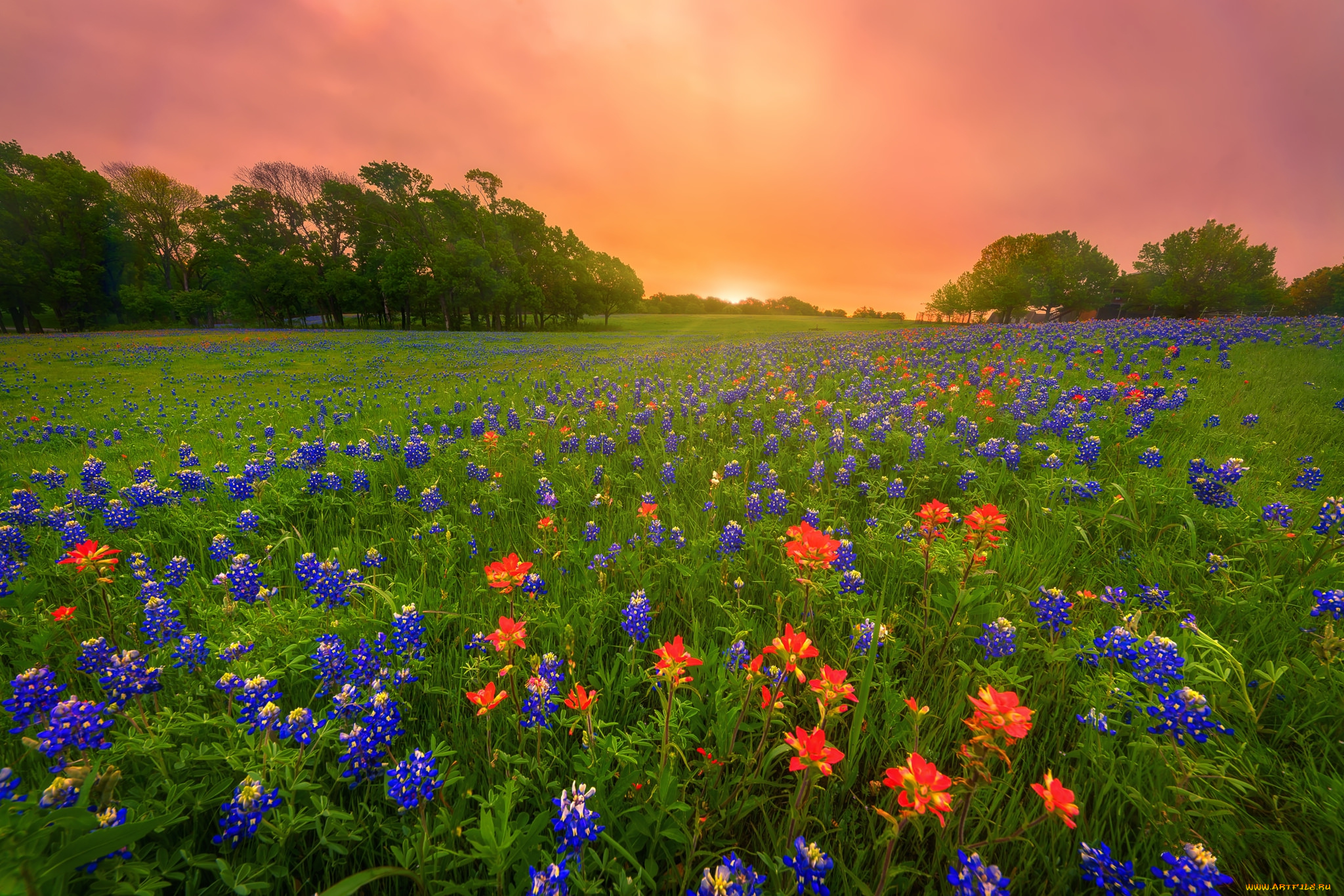 природа, луга, простор