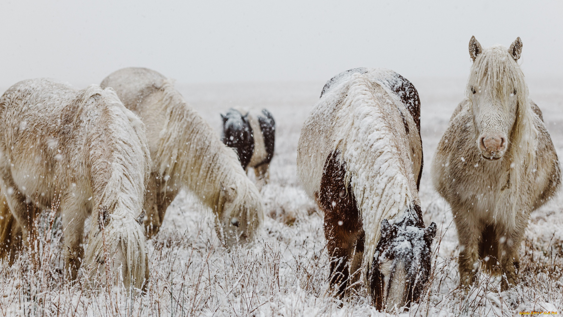 животные, лошади, табун, снег, трава