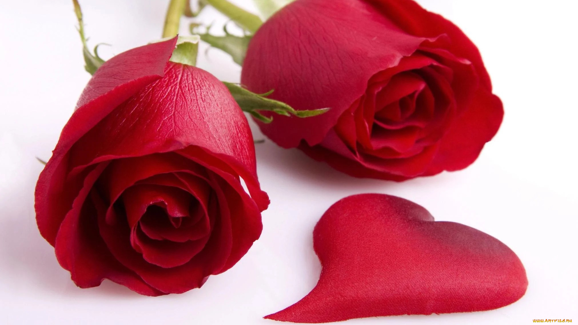цветы, розы, красные, сердечко