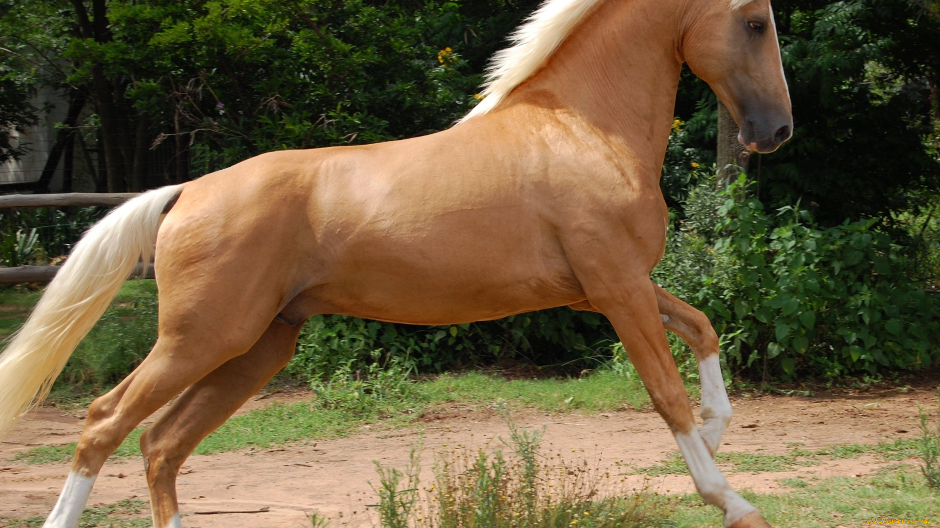 животные, лошади, лошадь, соловая