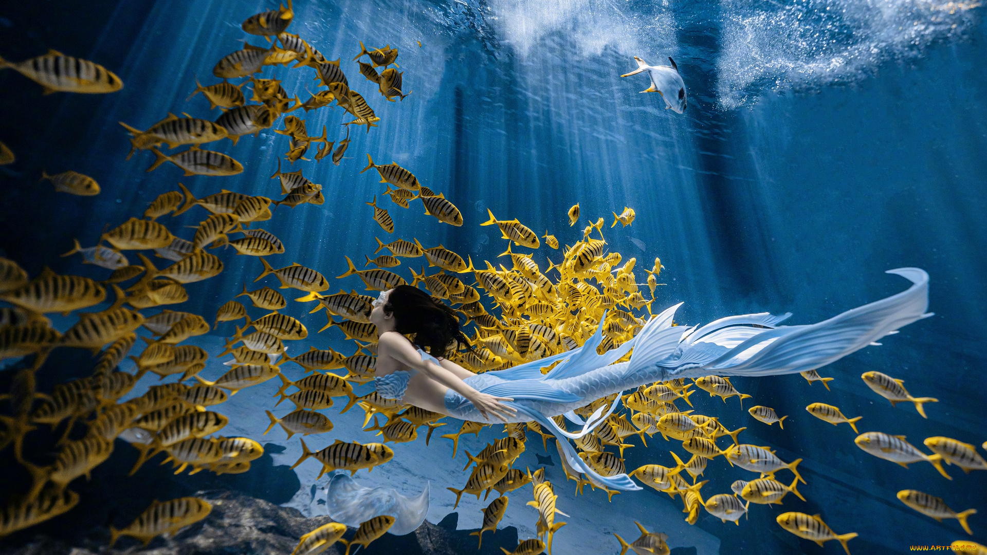 девушки, -, креатив, , косплей, русалка