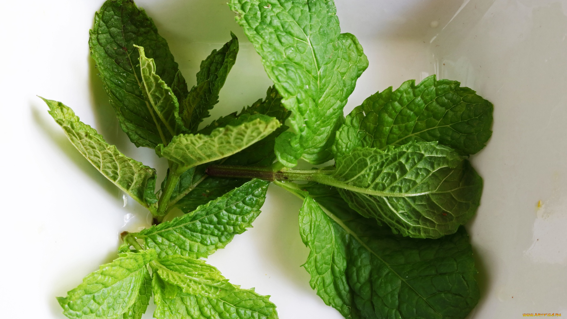 еда, разное, мята