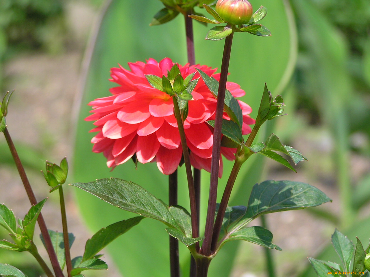 цветы, георгины