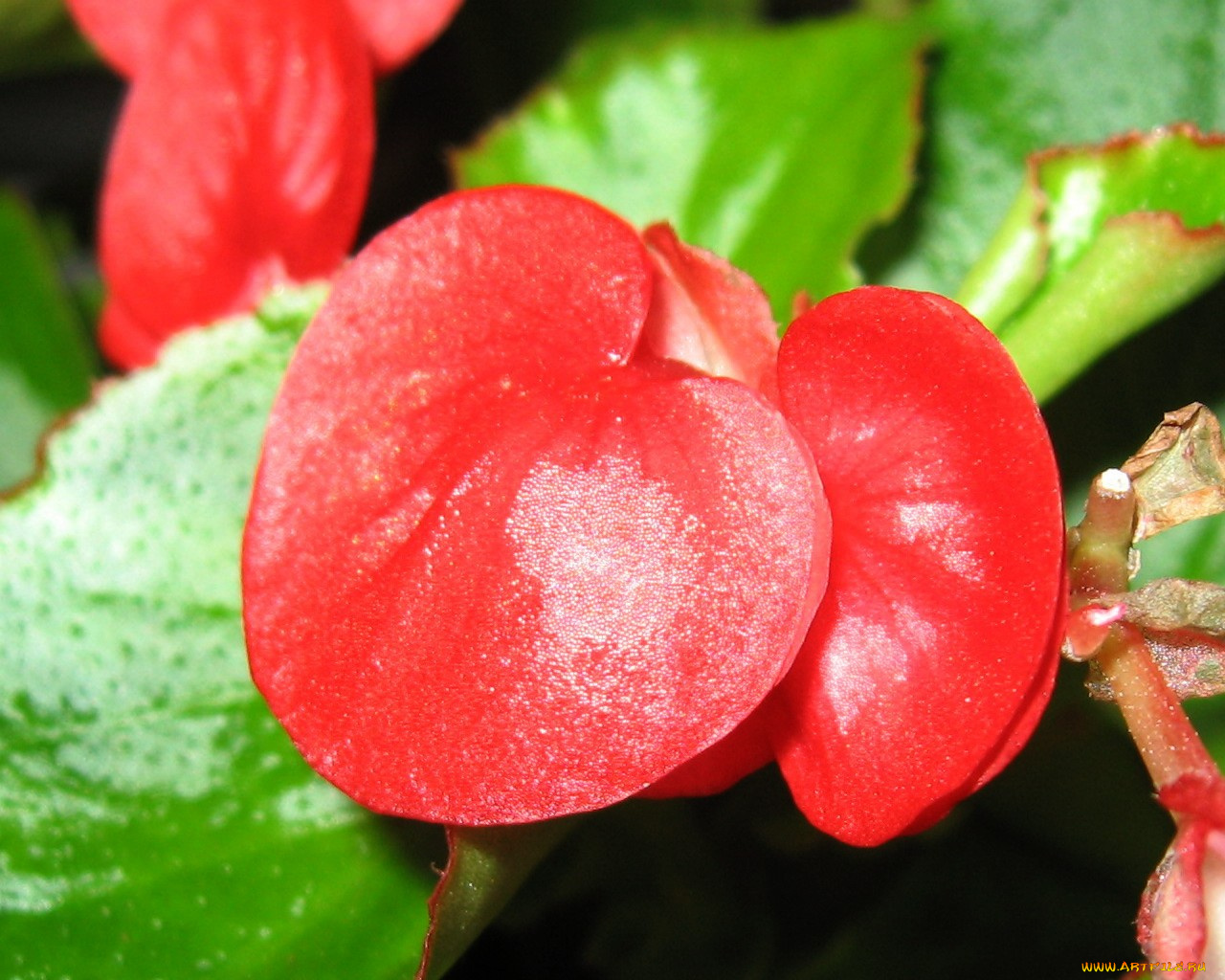 цветы, бегония