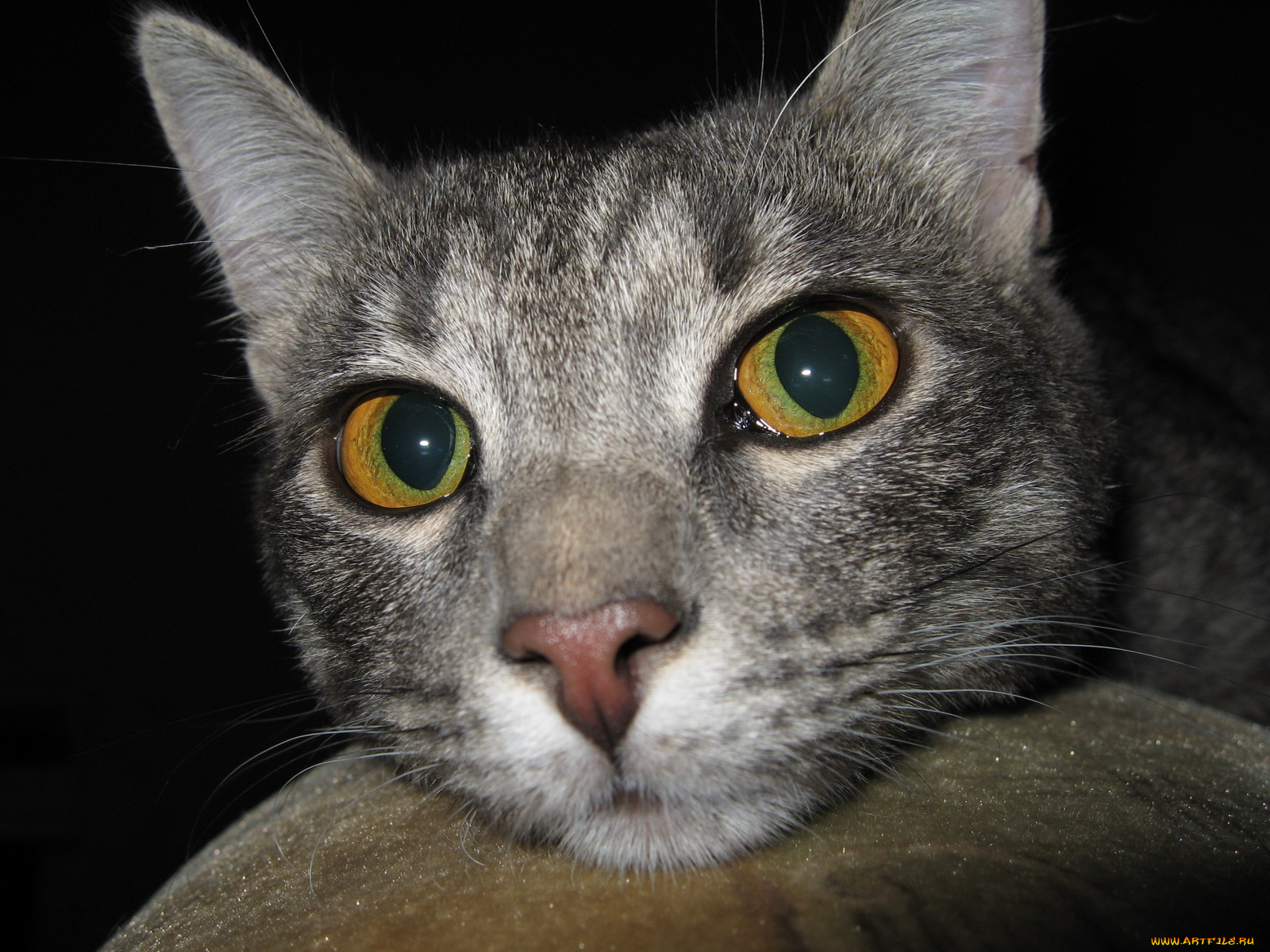 дыма, Че, эт, вы, тут, делаете, животные, коты