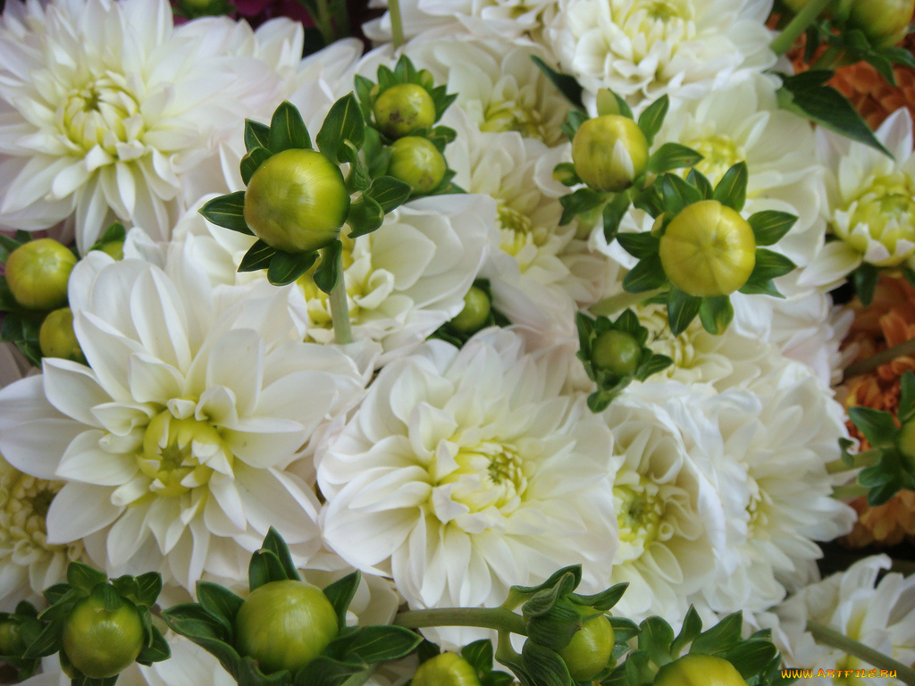 цветы, георгины