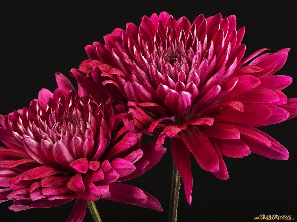 цветы, хризантемы