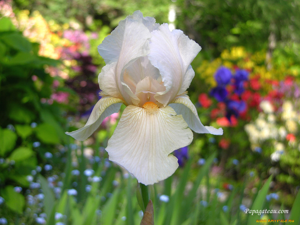 цветы, ирисы