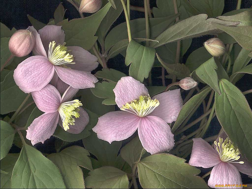 цветы, клематис, ломонос