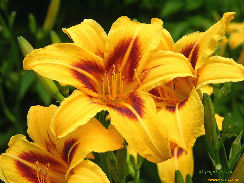 цветы, лилии, лилейники