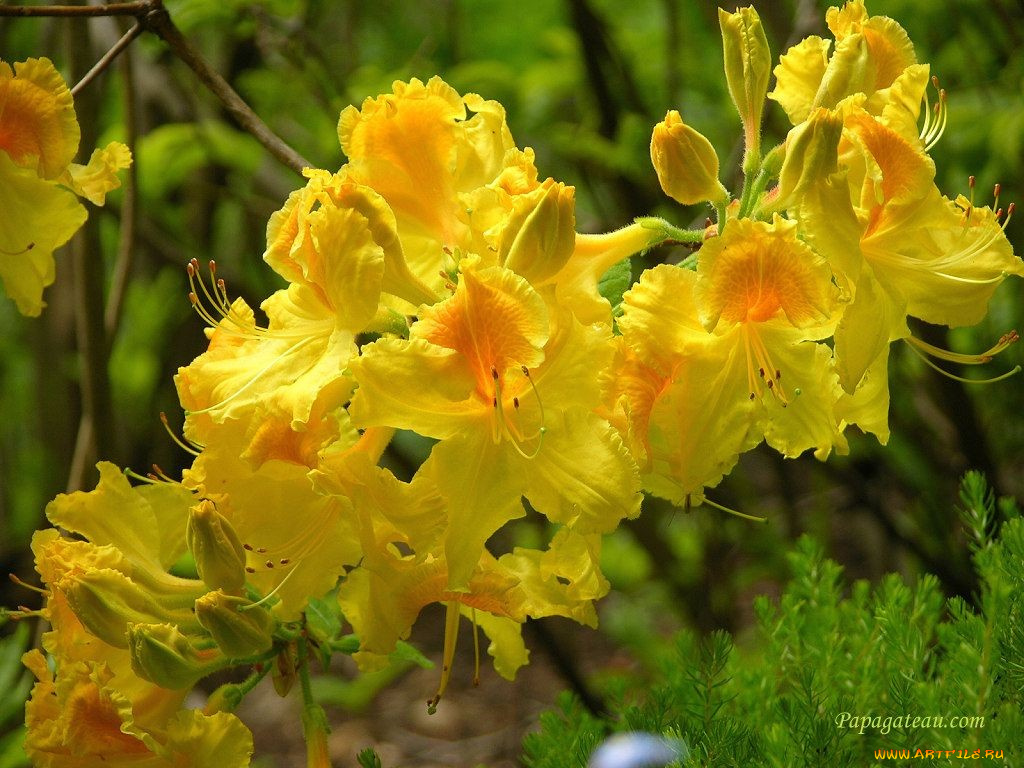 цветы, рододендроны, азалии