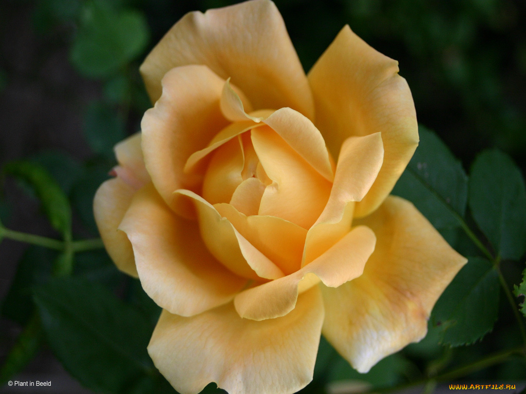 цветы, розы