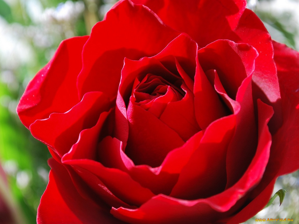 цветы, розы