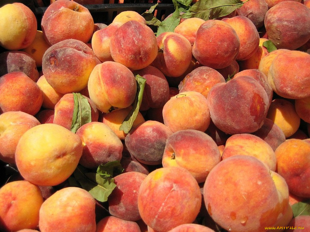 еда, персики, сливы, абрикосы
