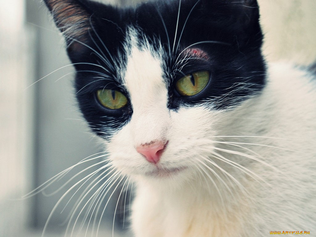 животные, коты