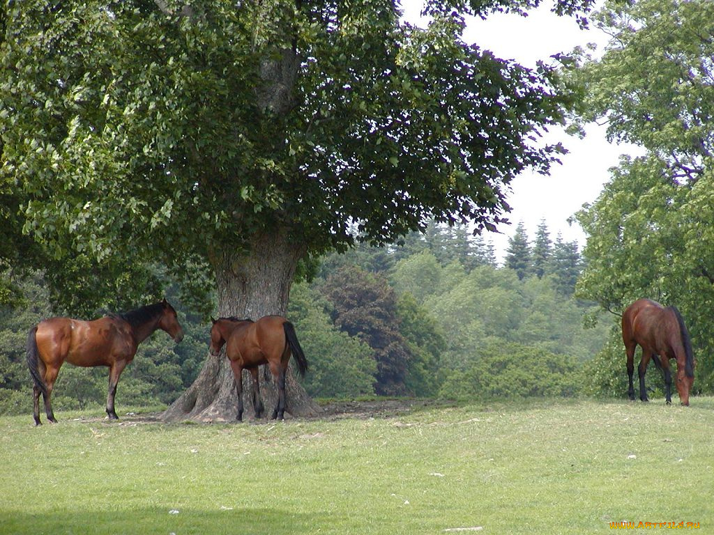 животные, лошади