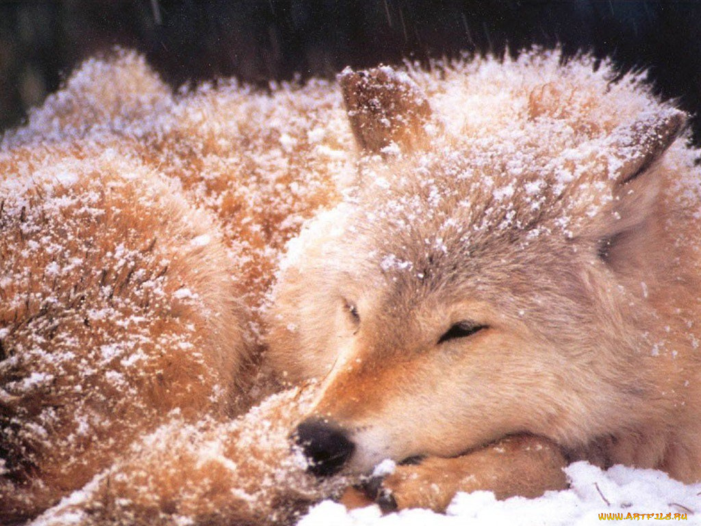 животные, волки