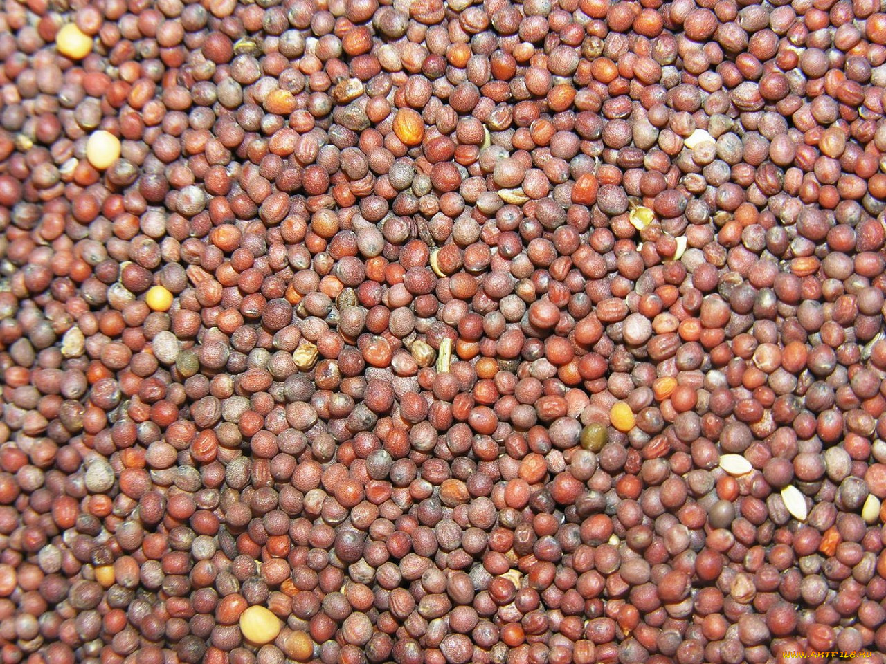 еда, крупы, зерно, специи, семечки