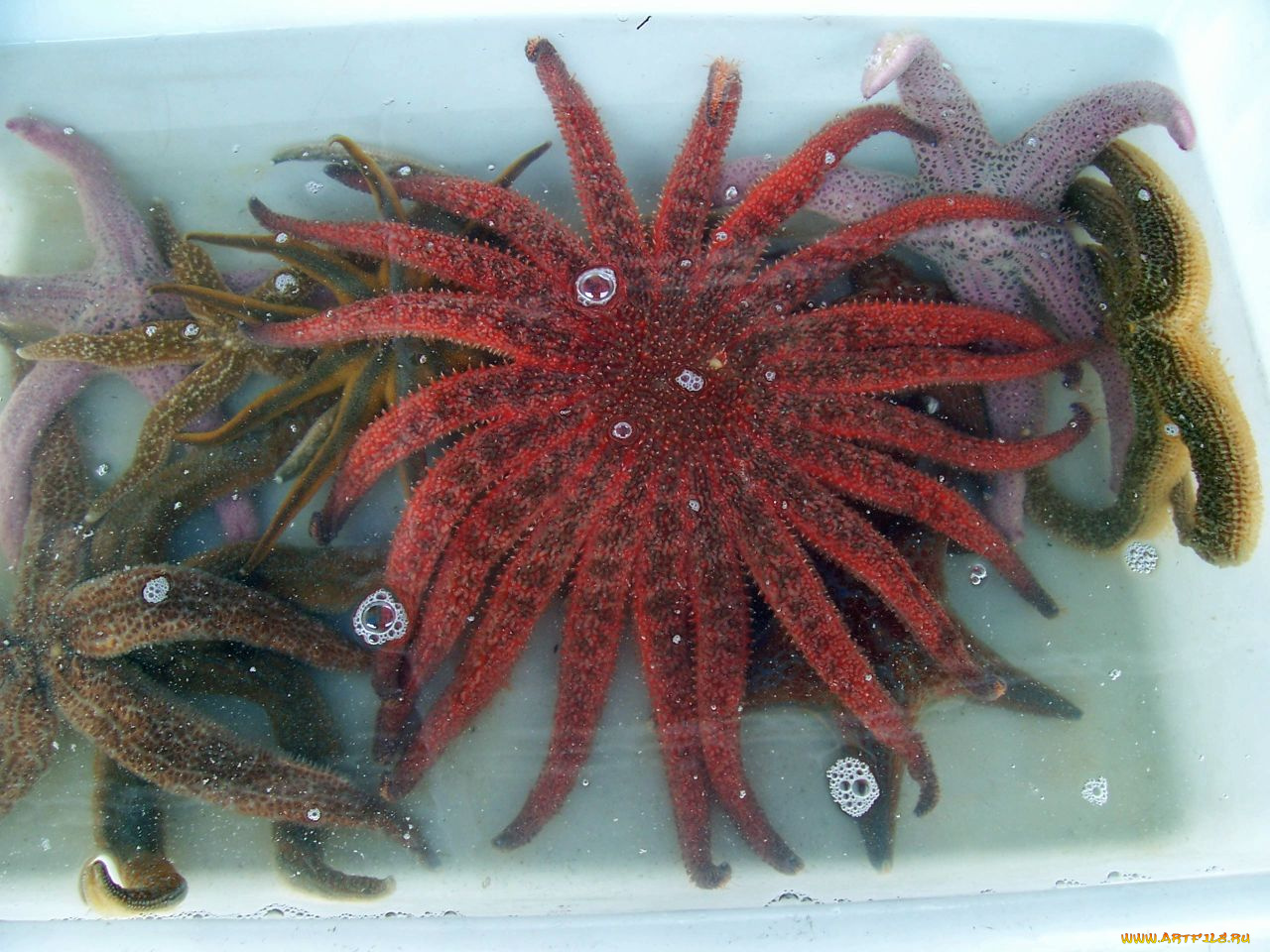 животные, морские, звёзды