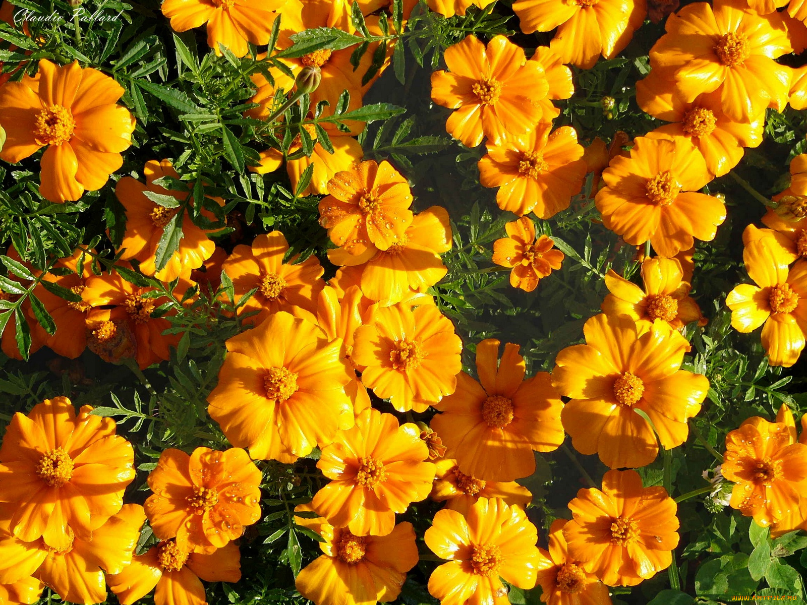 цветы, бархатцы