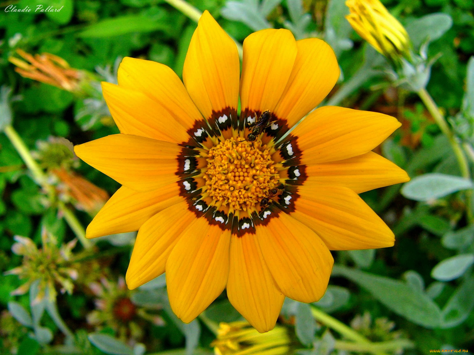 цветы, газания