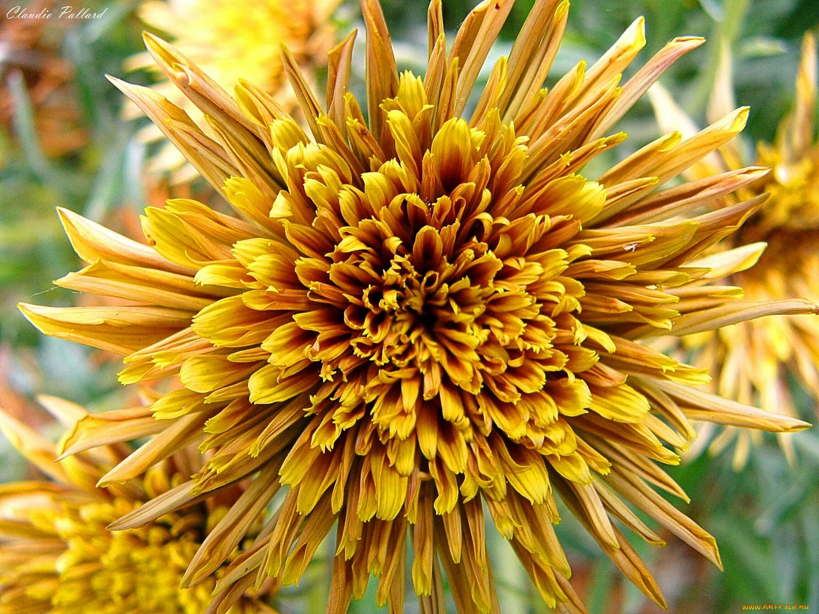 цветы, георгины