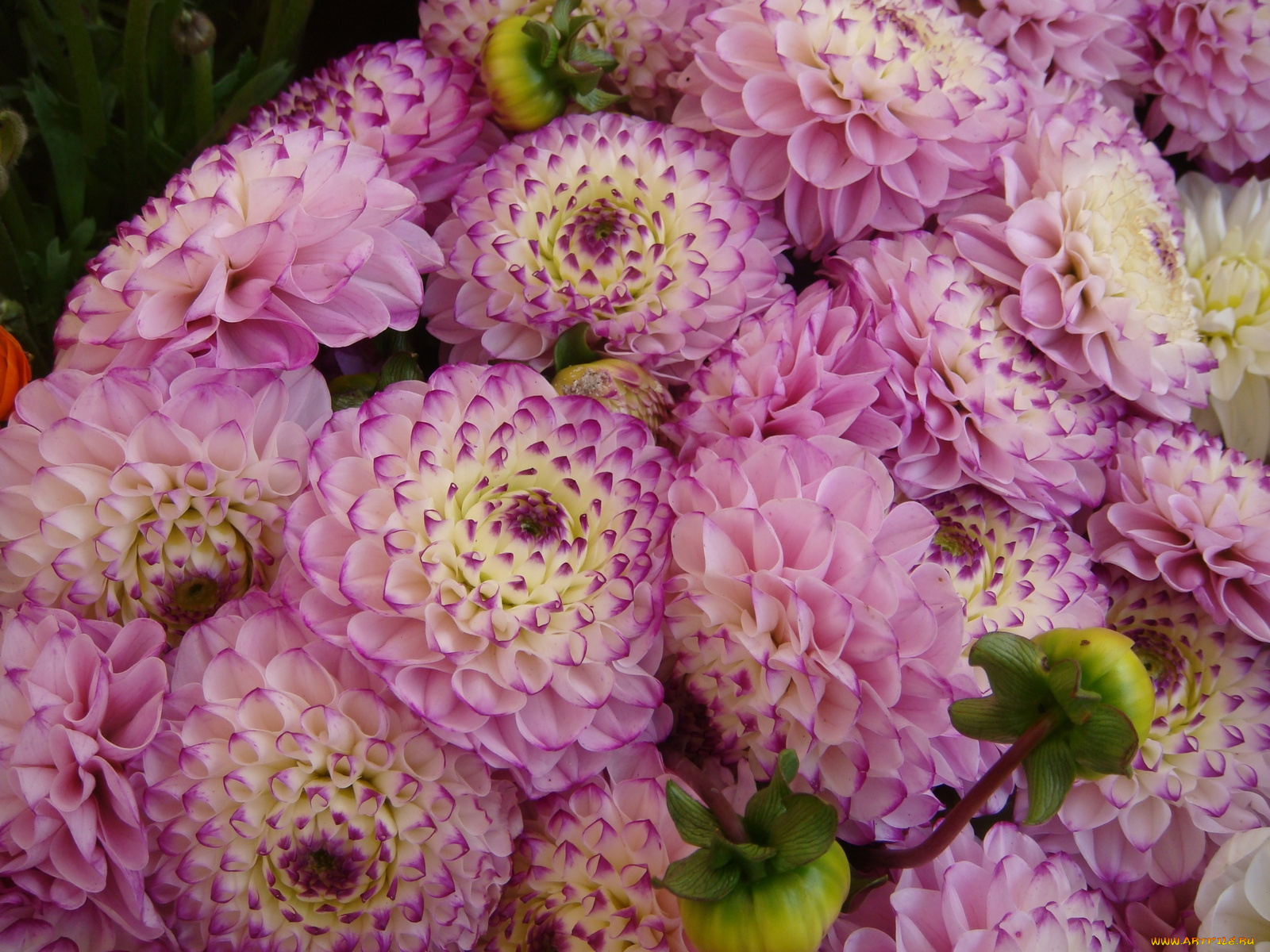 цветы, георгины