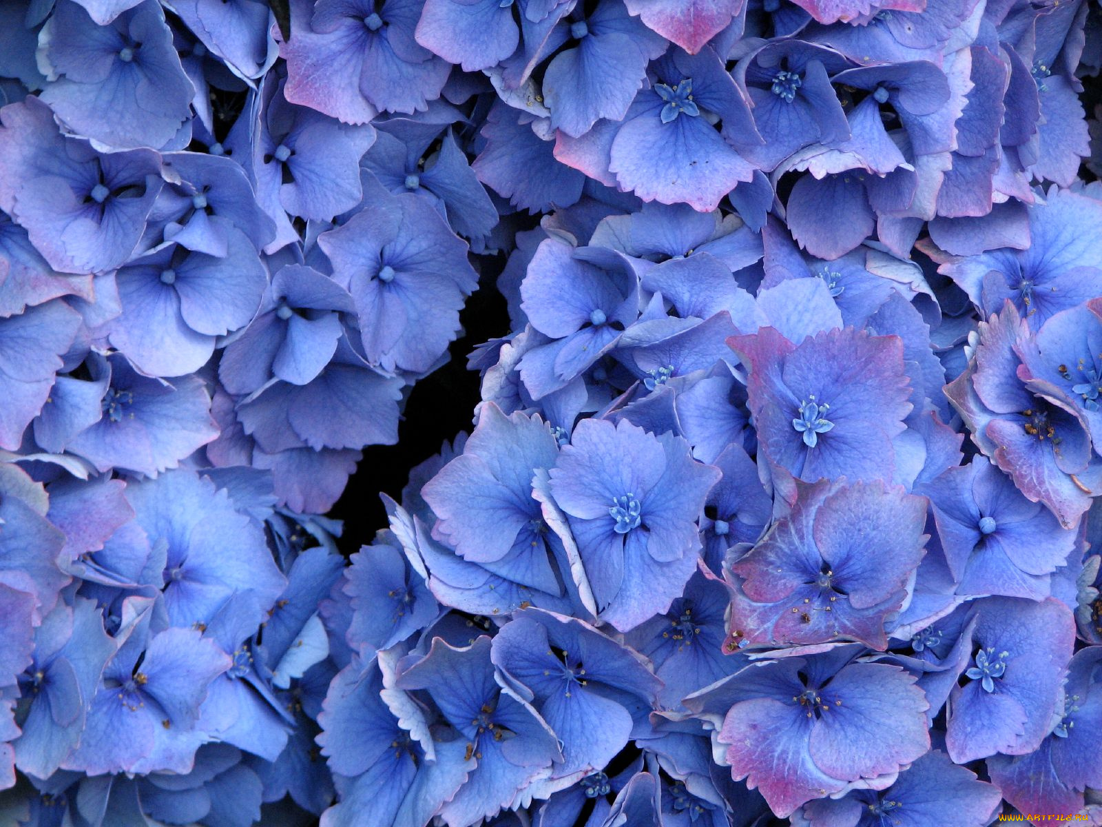 цветы, гортензия
