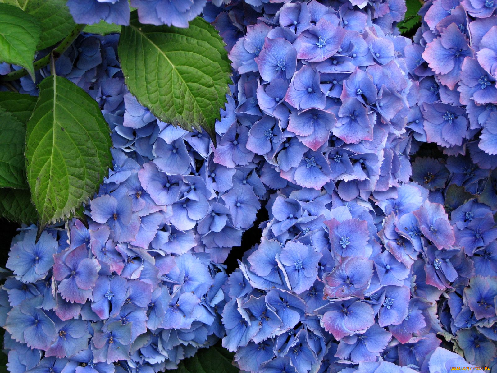цветы, гортензия
