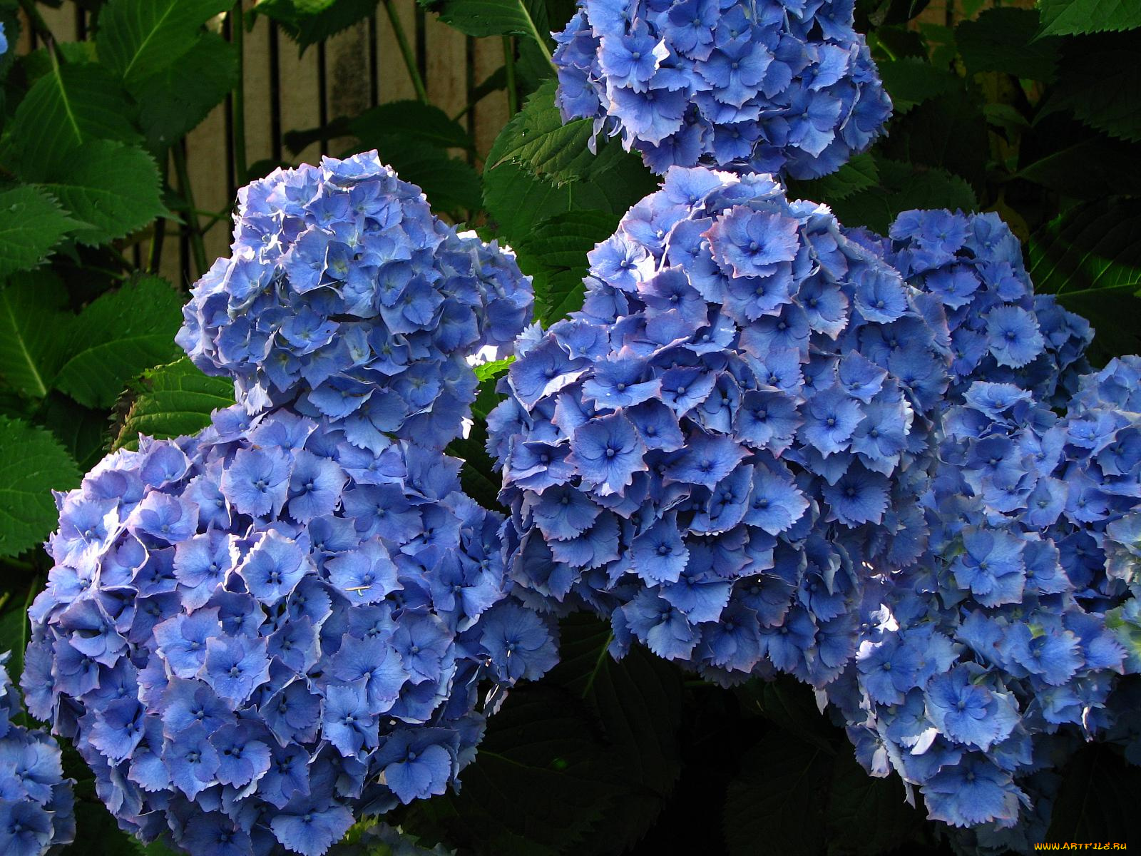 цветы, гортензия